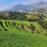 。铁观音茶兰花香安溪高山茶正味铁观音乌龙茶