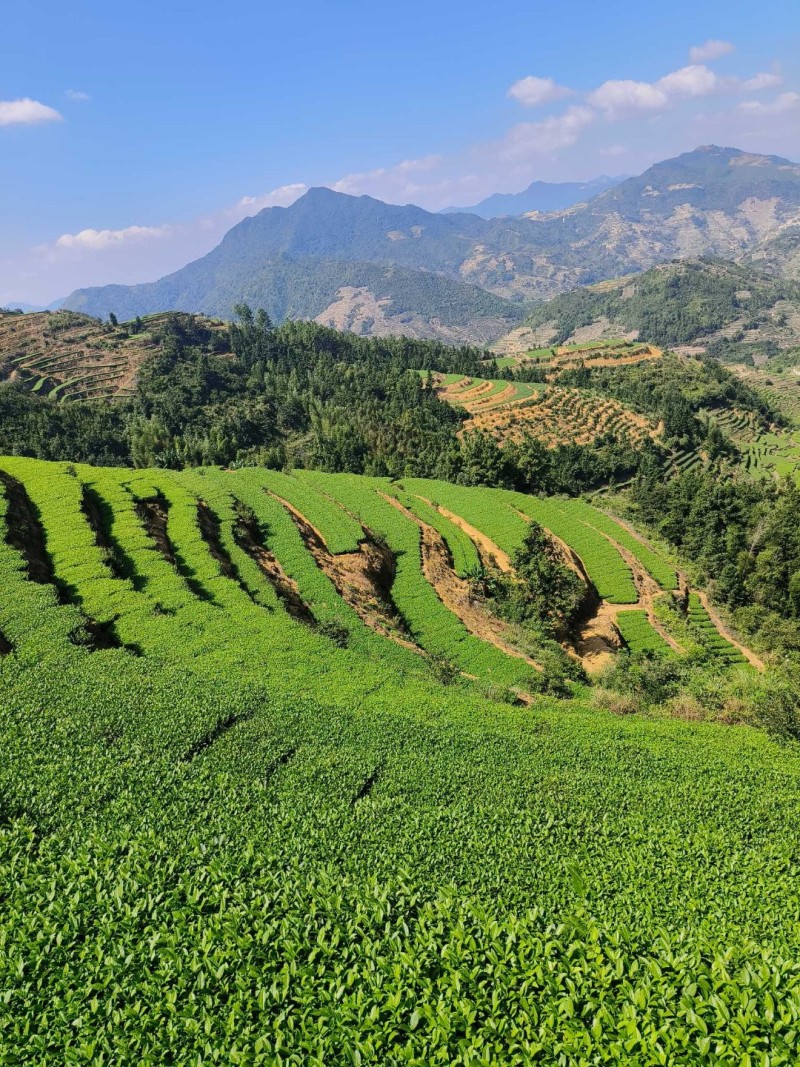 。铁观音茶兰花香安溪高山茶正味铁观音乌龙茶