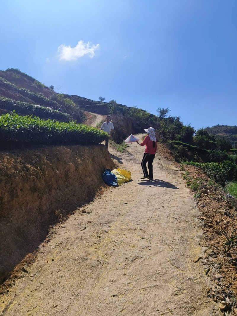 。铁观音兰花香正味安溪新茶叶浓香型乌龙茶高山茶自产自销