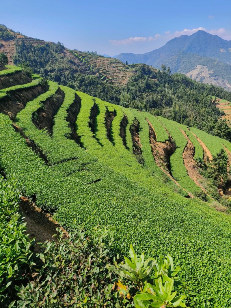 。铁观音兰花香正味安溪新茶叶浓香型乌龙茶高山茶自产自销