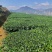 1斤铁观音安溪新茶兰花香茶叶浓香型乌龙茶高山铁观音