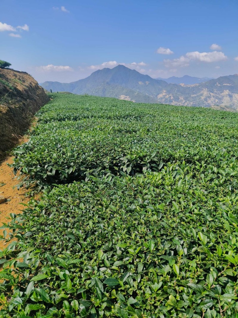 1斤铁观音安溪新茶兰花香茶叶浓香型乌龙茶高山铁观音