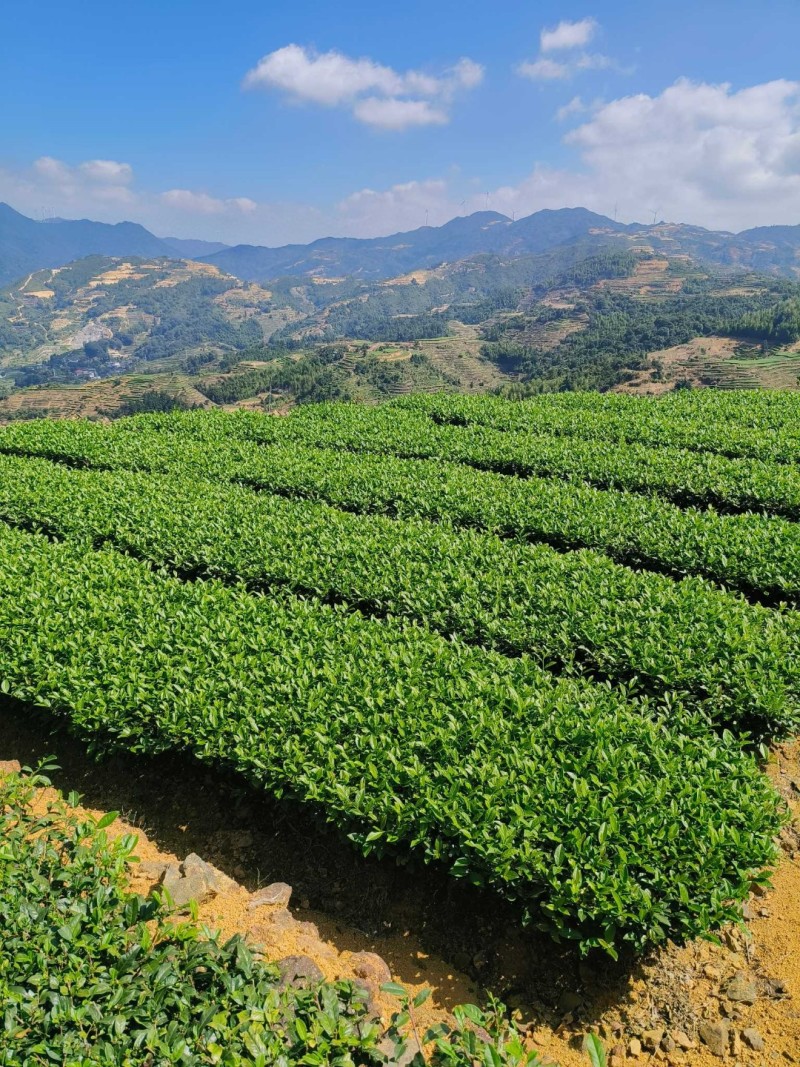 1斤铁观音安溪新茶兰花香茶叶浓香型乌龙茶高山铁观音