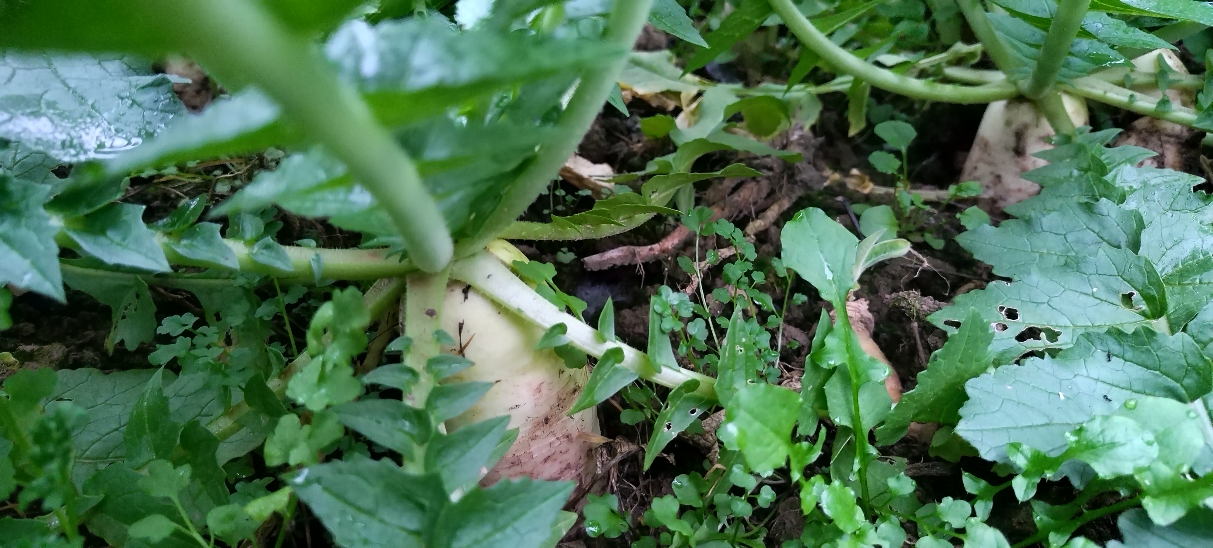 白萝卜种植田间分布图