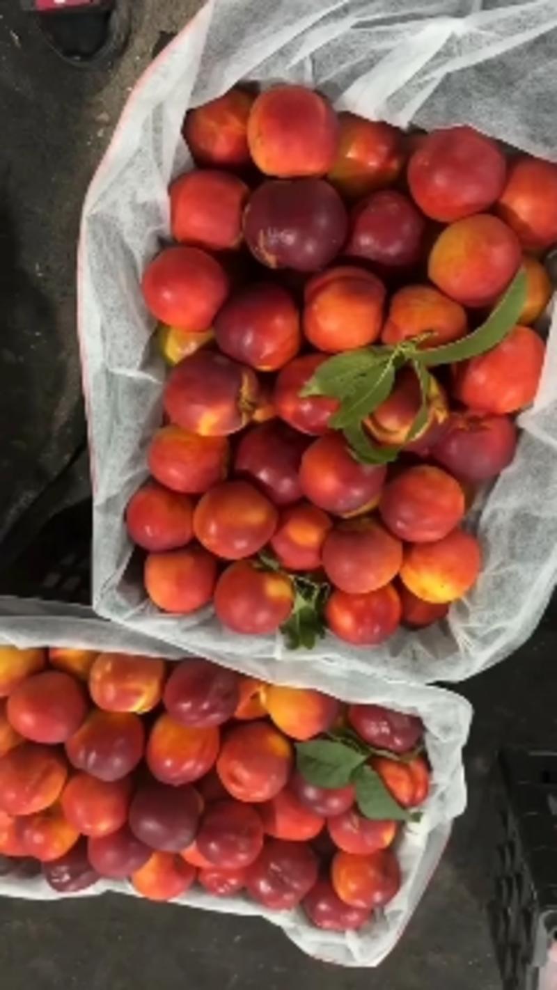 大连油桃大量上市黄心油桃保质保量只做回头客代发全国