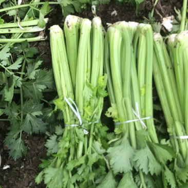 新鲜西芹