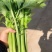 新鲜西芹