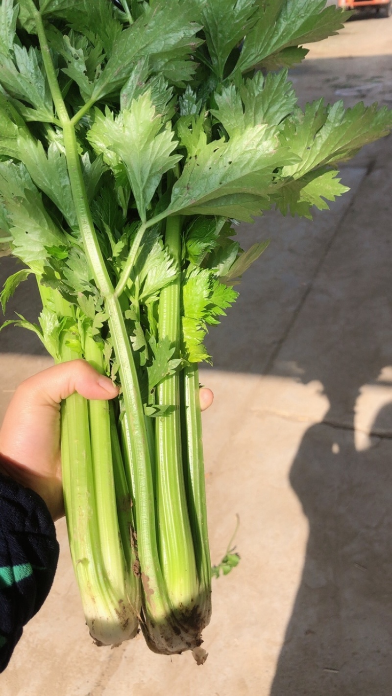 新鲜西芹