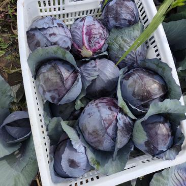 紫包菜、紫甘蓝产地千亩直发，一手货源，产地直发