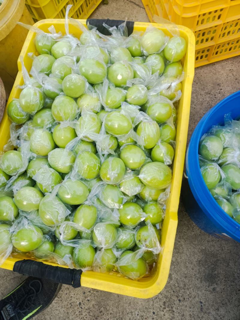 《蜜丝枣》广西贵港平南，套袋蜜丝枣，大青枣，牛奶枣