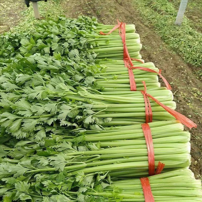 【新品上市】农家芹菜可榨汁西芹保质保量，支持视频看货