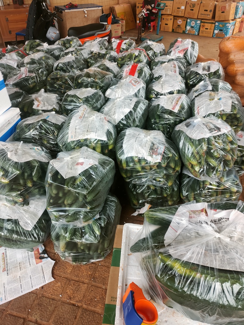 青皮黄瓜，万亩基地，支持装框装箱各种分联，龚垒直发全国