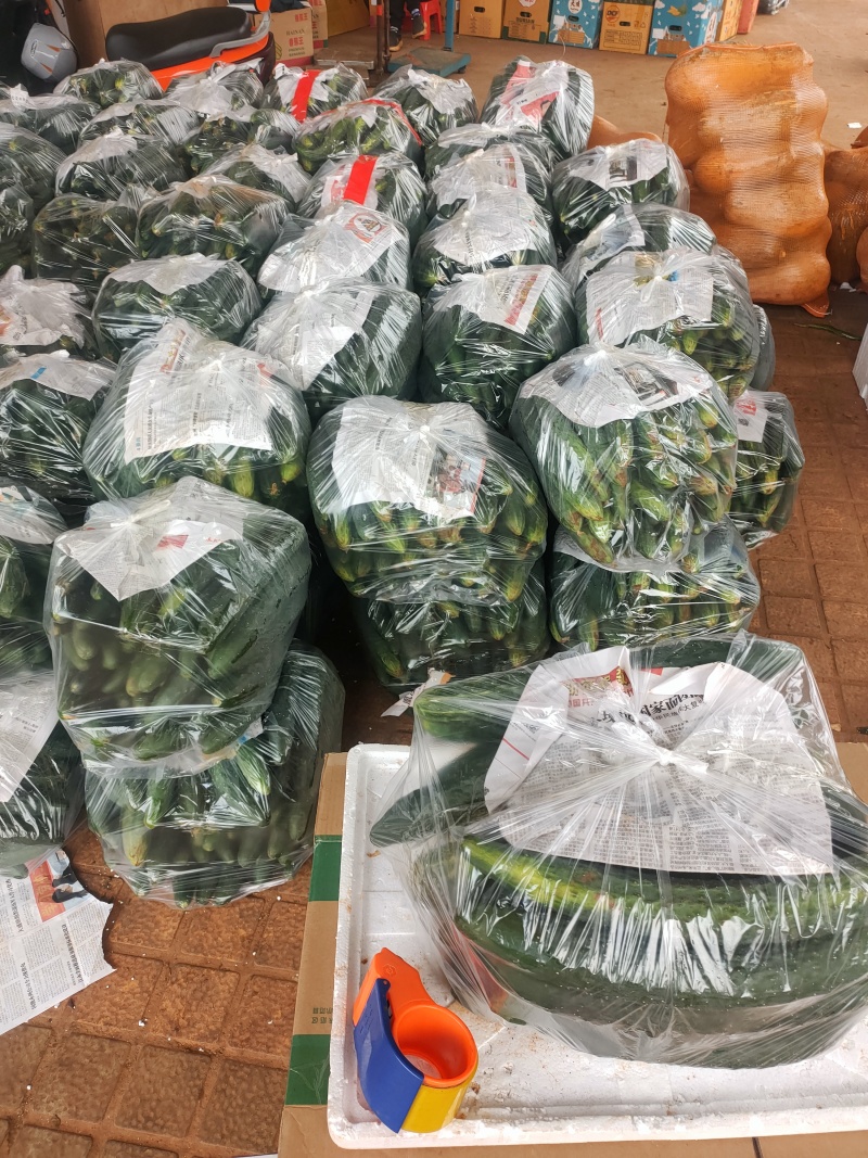 青皮黄瓜，万亩基地，支持装框装箱各种分联，龚垒直发全国