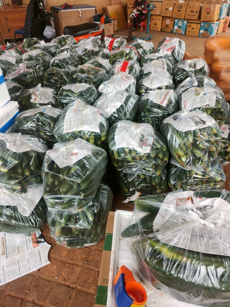 青皮黄瓜，万亩基地，支持装框装箱各种分联，龚垒直发全国