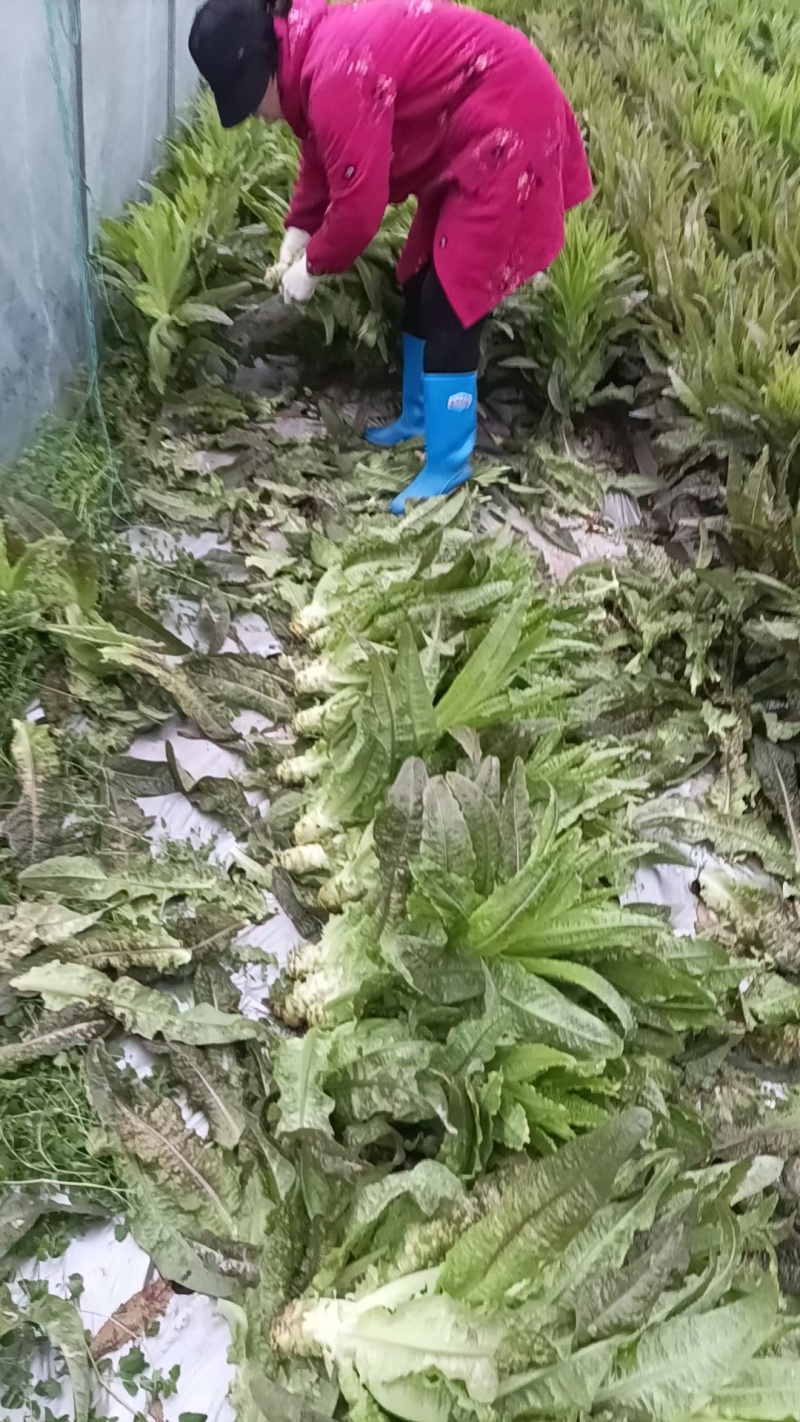 绵阳德阳红尖叶莴笋不空心品质好大小车都接