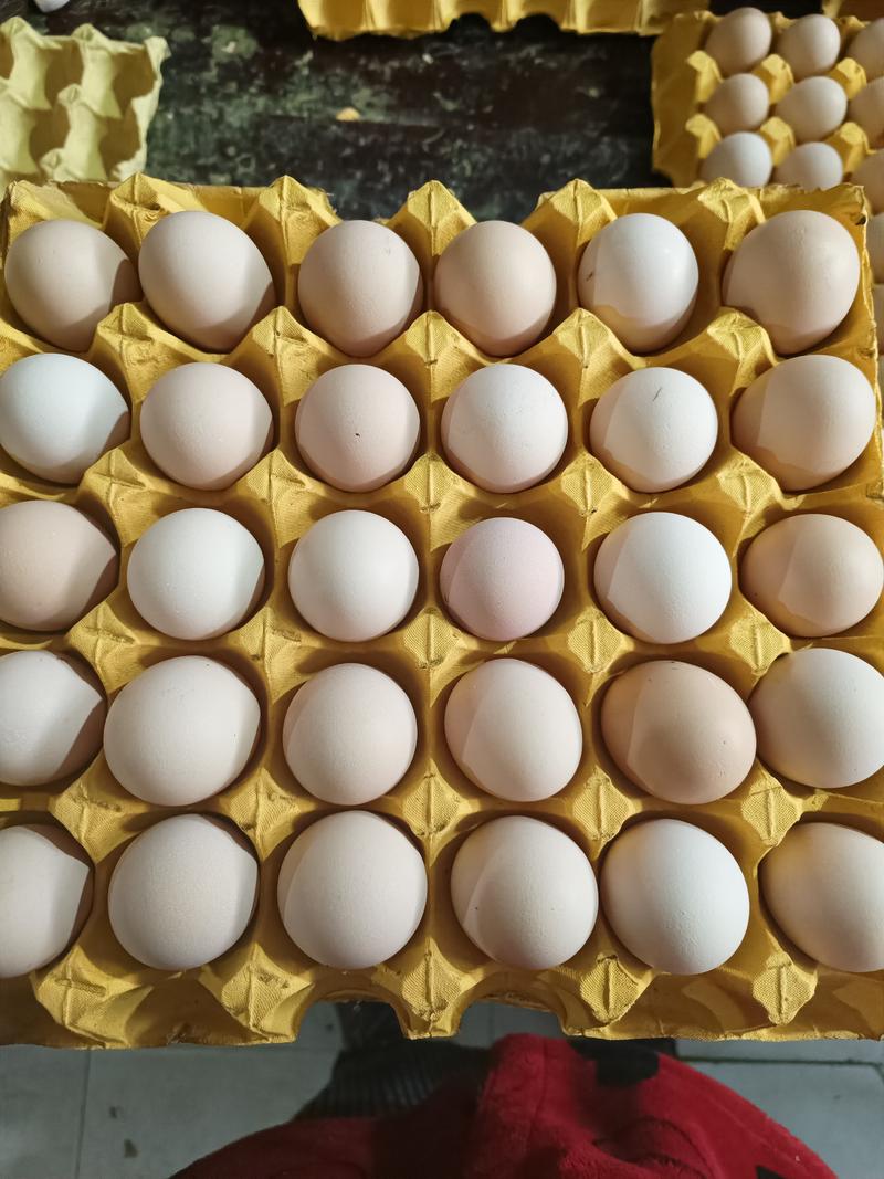双色中大码土鸡蛋，新扬黑粉八类10—11个/斤，优质
