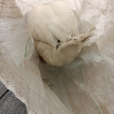 十年老鹅，有需要的朋友可以电话联系谈价格，谢谢！