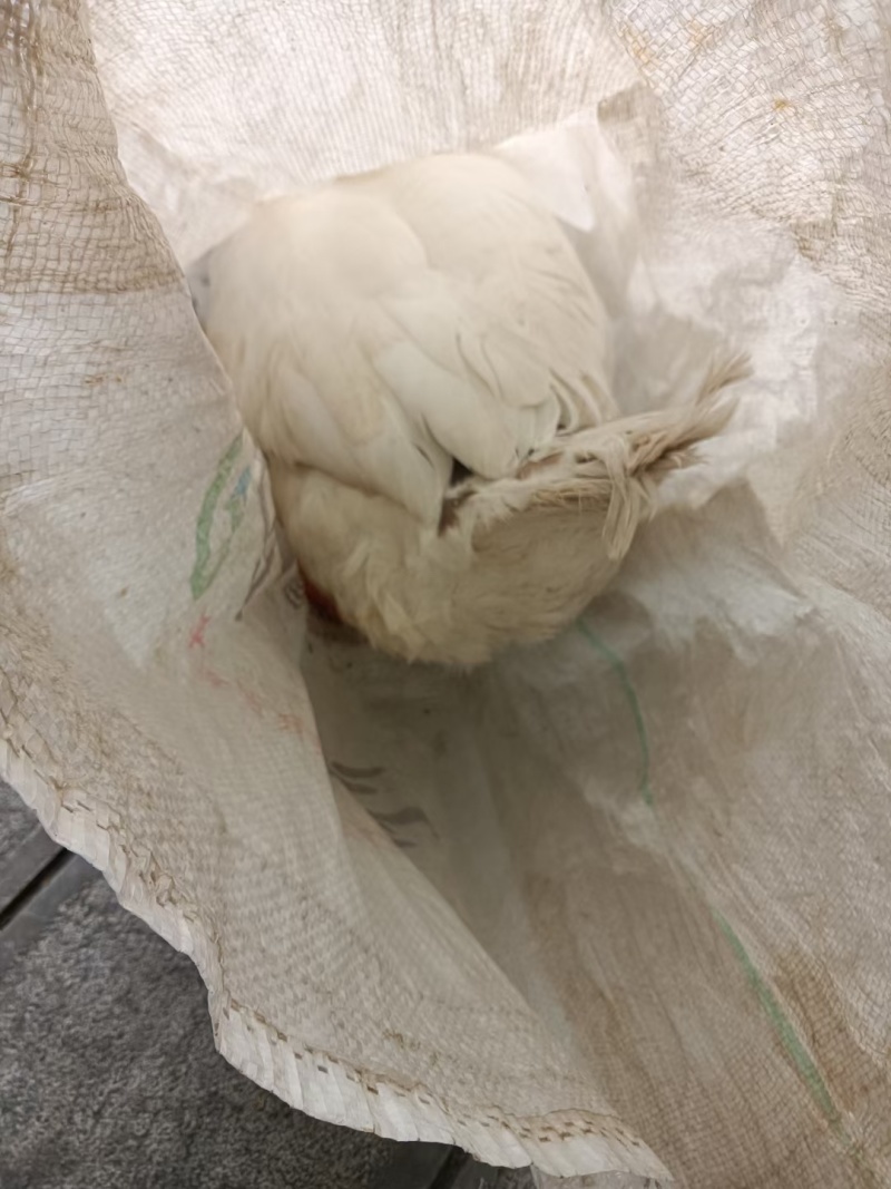 十年老鹅，有需要的朋友可以电话联系谈价格，谢谢！