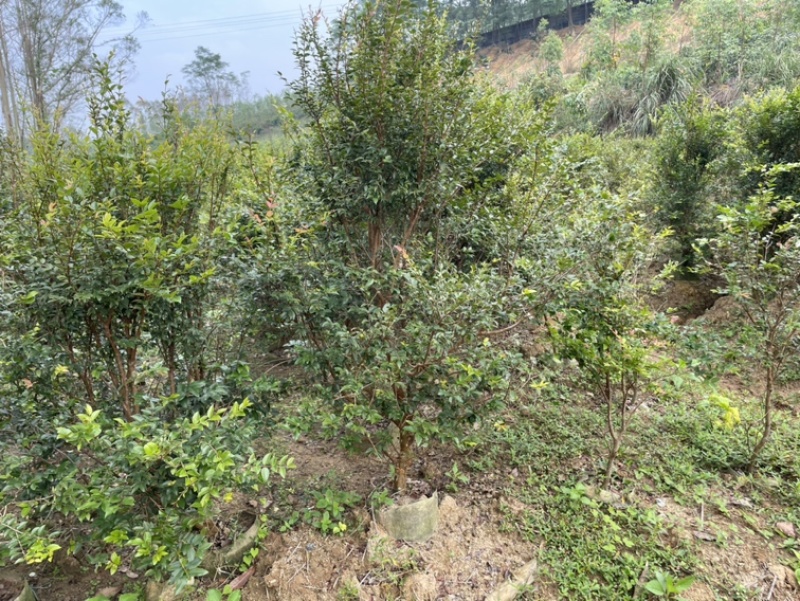 嘉宝果树苗