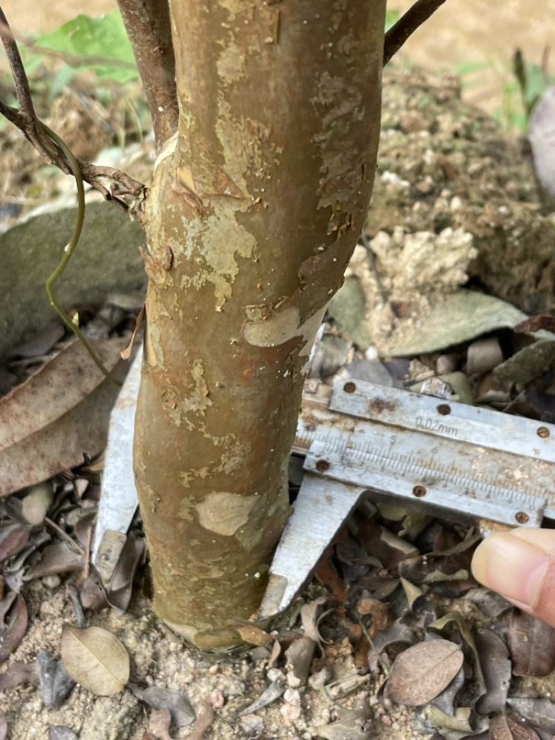 嘉宝果树苗