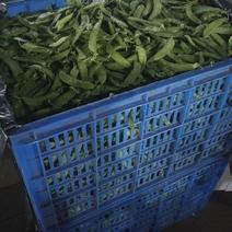 阳江荷兰豆