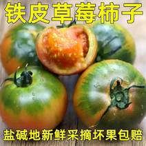 盘锦铁皮柿子，草莓小番茄大量现货支持全国一件代采