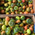 盘锦铁皮柿子，草莓小番茄大量现货支持全国一件代发代采