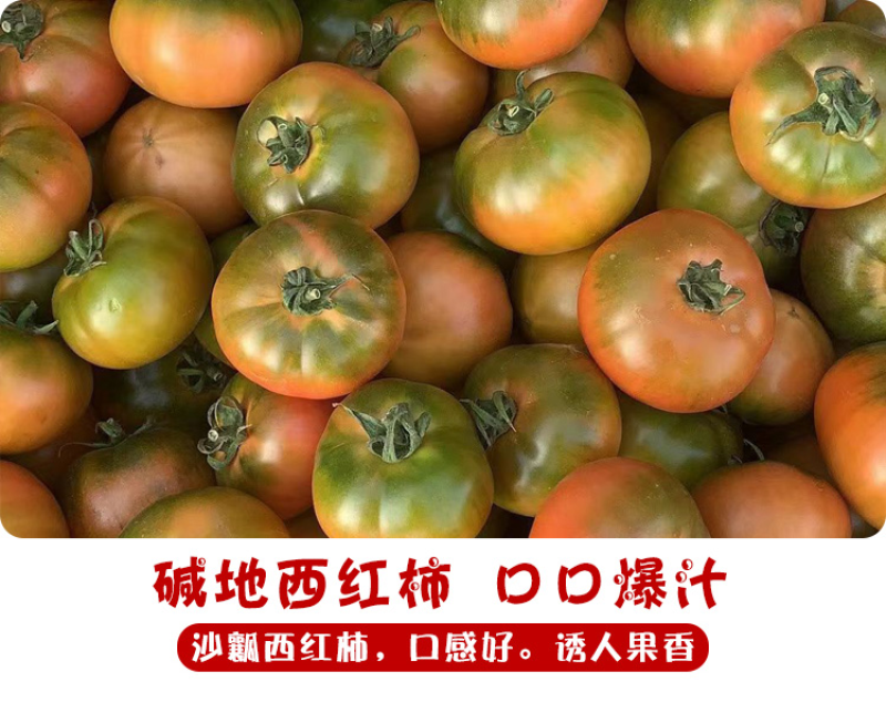 盘锦铁皮柿子，草莓小番茄大量现货支持全国一件代发代采