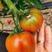盘锦铁皮柿子，草莓小番茄大量现货支持全国一件代发代采