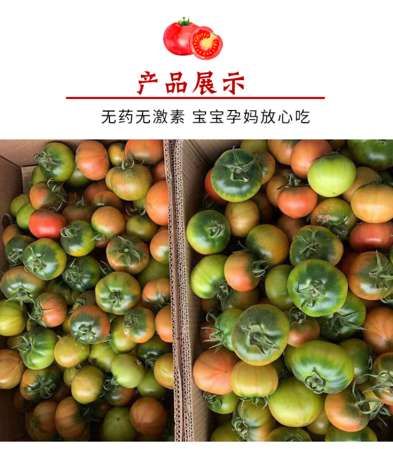 盘锦铁皮柿子，草莓小番茄大量现货支持全国一件代发代采