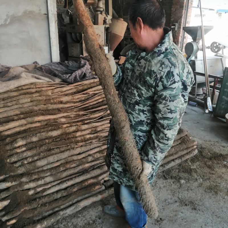 刚刚挖出来的精品沙土地的九斤黄新鲜无土山药