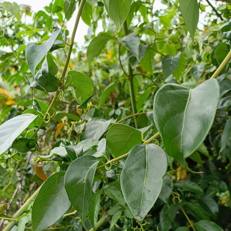 贵州野生钩藤原产地种植户大量供应名贵药材钩藤干货无硫