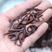 贵州野生钩藤原产地种植户大量供应名贵药材钩藤干货无硫