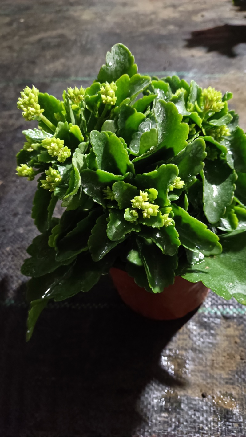 优质长寿花，基地货，自产自销，欢迎咨询订购