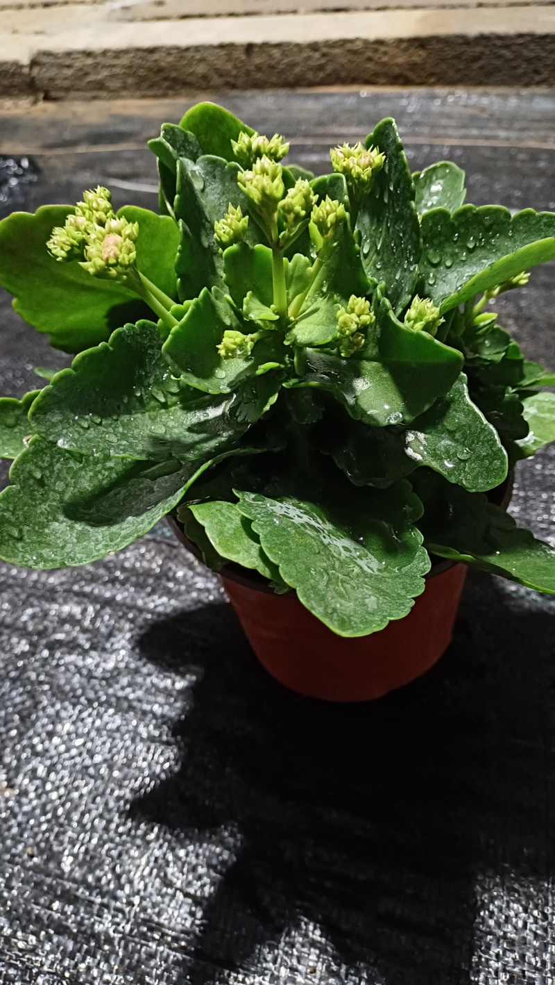 优质长寿花，基地货，自产自销，欢迎咨询订购