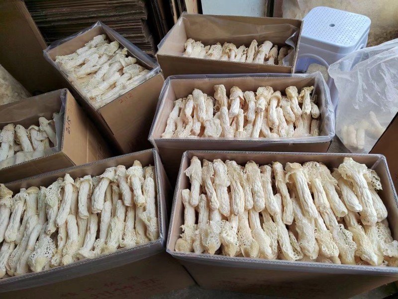 II贵州竹荪头茬批发红托竹荪产地直销香荪菌菇织金竹笙