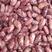 红花芸豆精品大红小豆颗粒饱满色泽好无虫口无杂质