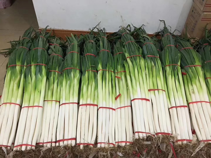 黄皮圆葱种植基地实景图