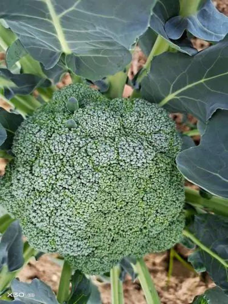 【牛商推荐】西兰花新鲜上市（好货）现摘现发产地货源