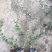 小叶扶芳藤大叶耐寒耐旱四季常青伟荣花卉基地
