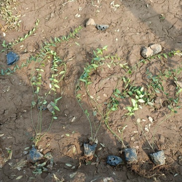 小叶扶芳藤大叶耐寒耐旱四季常青伟荣花卉基地