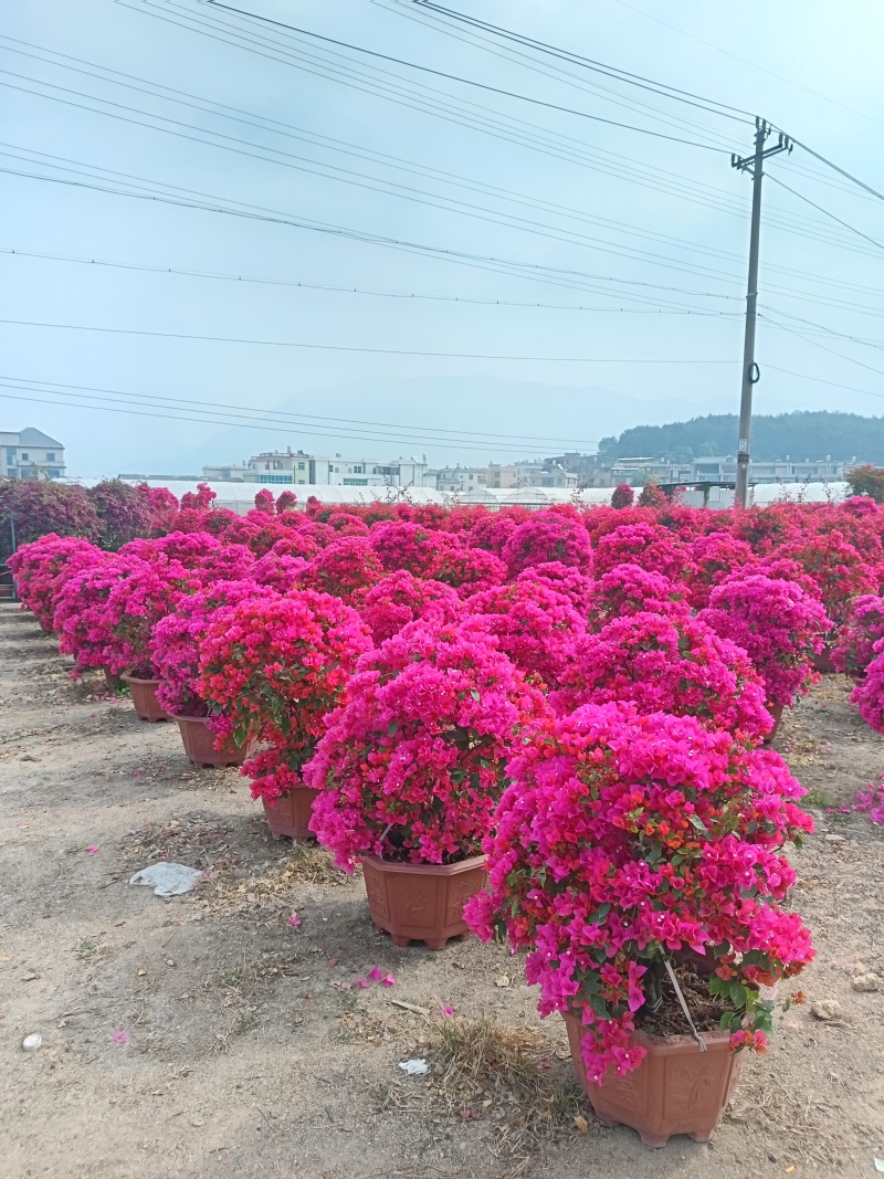 福建漳州三角梅村