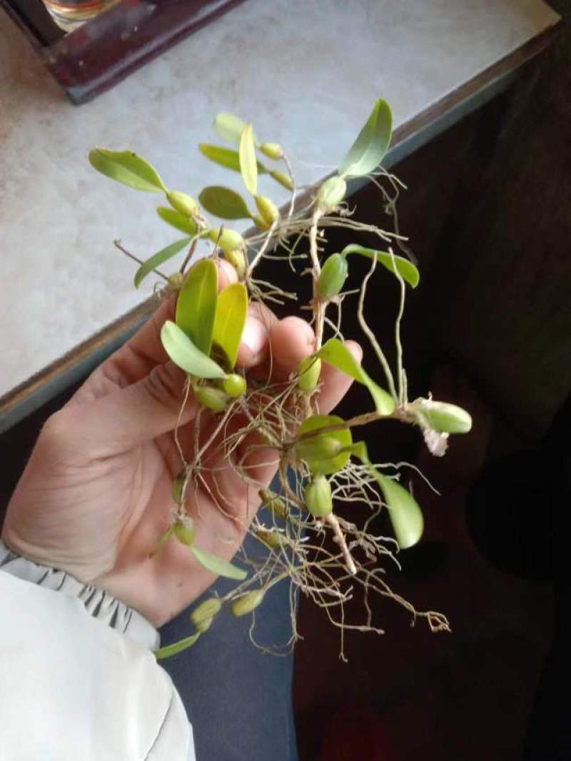 新鲜的叶小果（石橄榄）