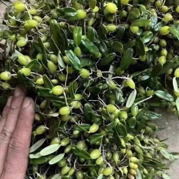 新鲜的叶小果（石橄榄）