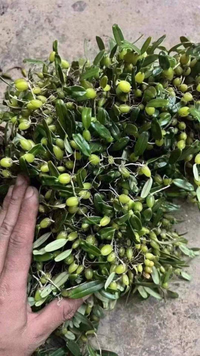 新鲜的叶小果（石橄榄）