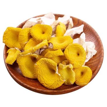 黄金菇榆黄蘑产地直销批发鸡油菌新货菌菇蘑菇规格齐全