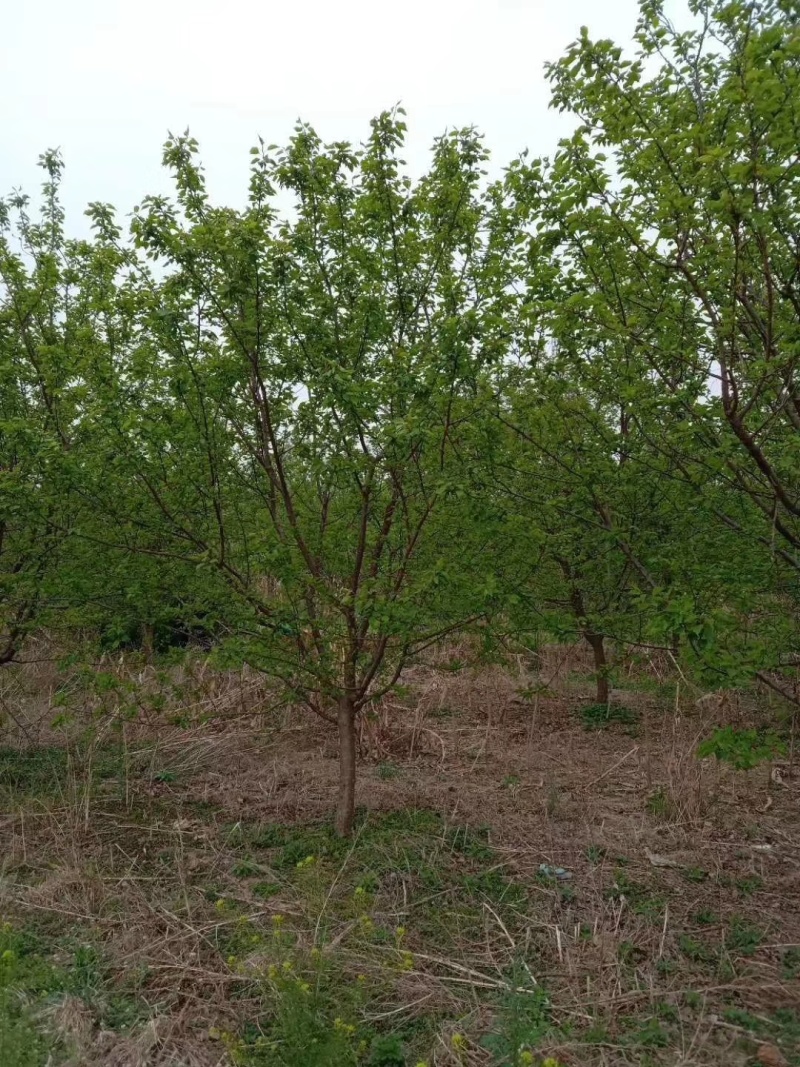 基地3公分4公分5公分6公分杏树苗凯特珍珠油杏