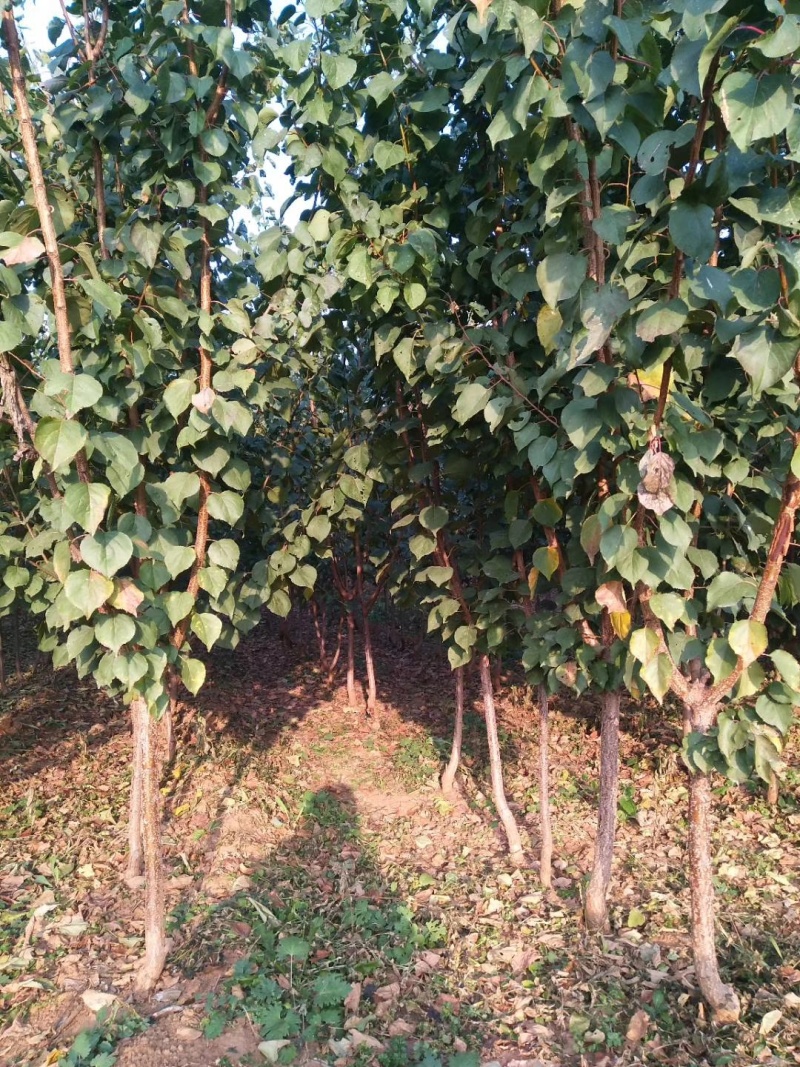 基地3公分4公分5公分6公分杏树苗凯特珍珠油杏