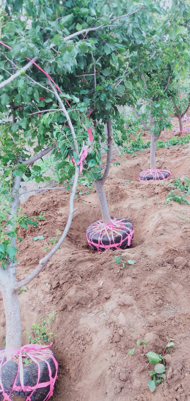 基地3公分4公分5公分6公分杏树苗凯特珍珠油杏