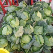 翠绿厚叶平包菜，2—3斤通货